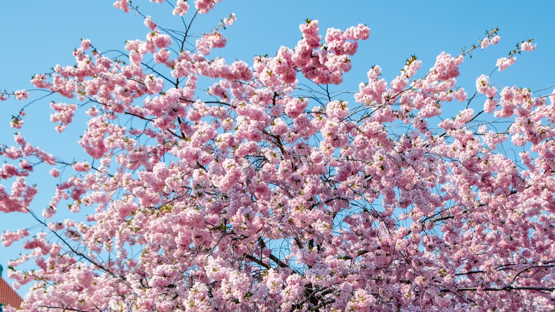 Skärtorsdagsmässa 2026 i Vaxholms kyrka