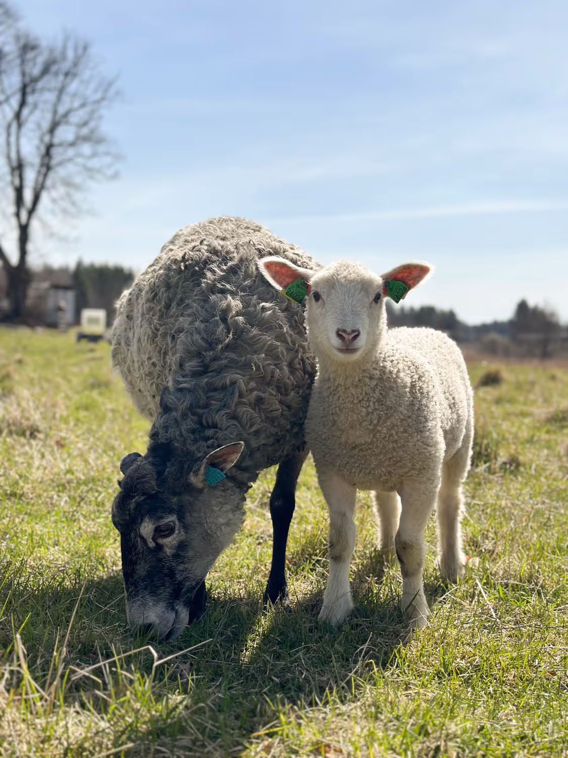Fårets Dag på Siggesta Gård 2026